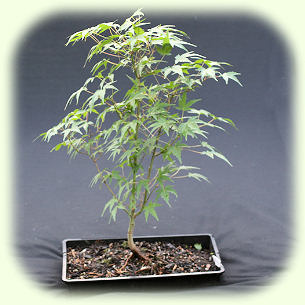 Acer palmatum picture