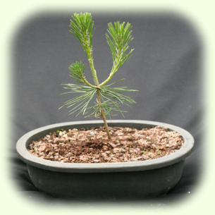 Japanese Black Pine Picture