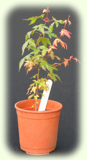 Osakazuki Mountain Maple picture