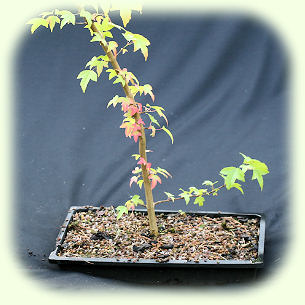 Trident Maple Picture