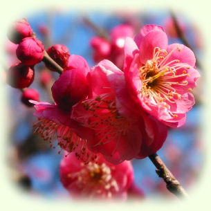 Ume flowers