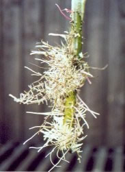 willow rooting