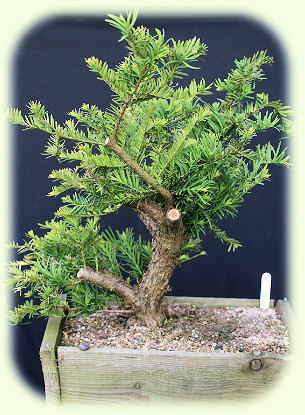 Taxus cuspidata Picture
