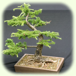 Yamadori Larch 2 Picture