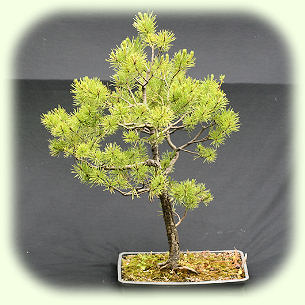 Yamadori Scots Pine 1