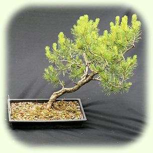 Yamadori Scots Pine 2