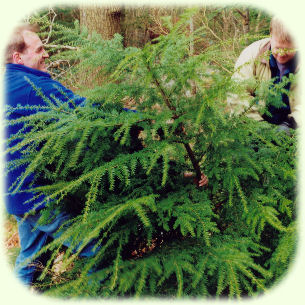 digging Hemlock pic