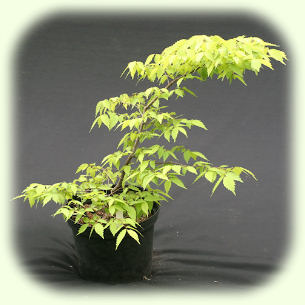 Starter Zelkova